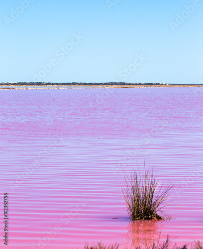 pink lake Port Gregory photo