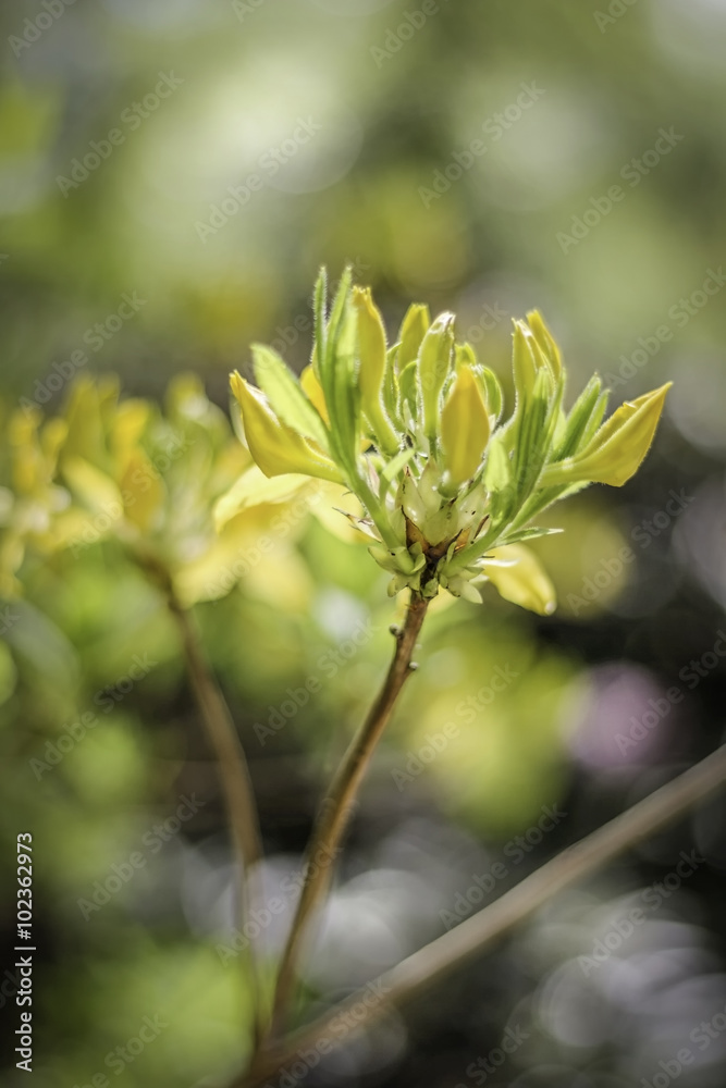 Wild Yellow Plant Waking Up to Life at Spring. Blurry, green bokeh background Wild Yellow Plant Waking Up to Life at Spring. Blurry, green bokeh background