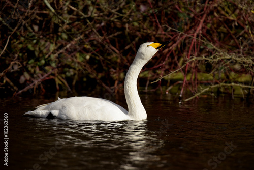 Whooper Swan  Cygnus cygnus