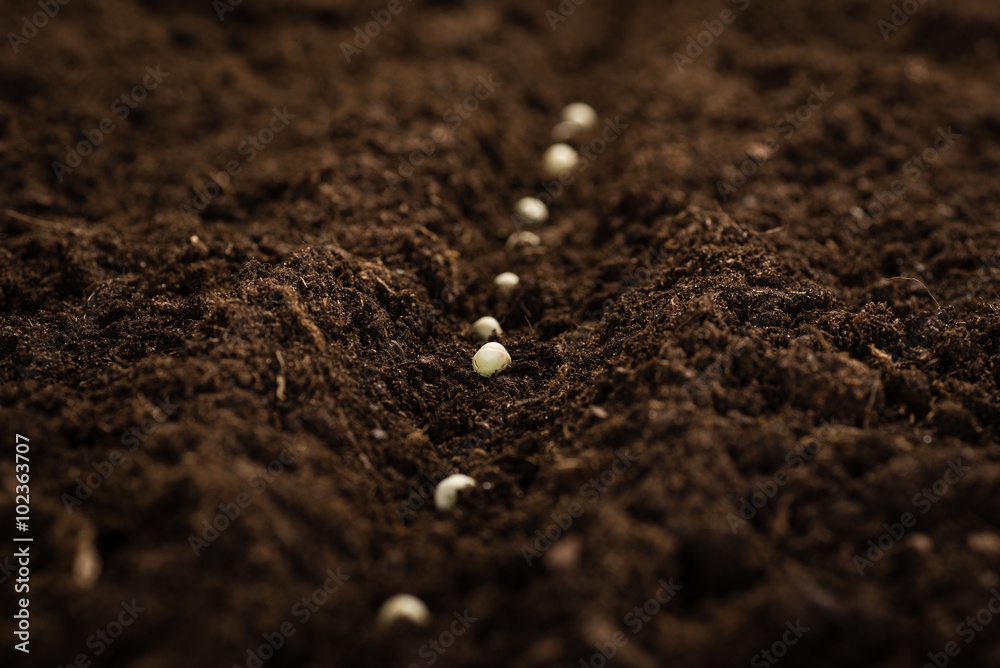 Planting seeds Planting seeds