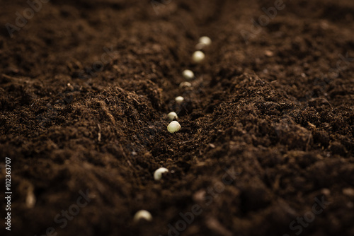 Planting seeds