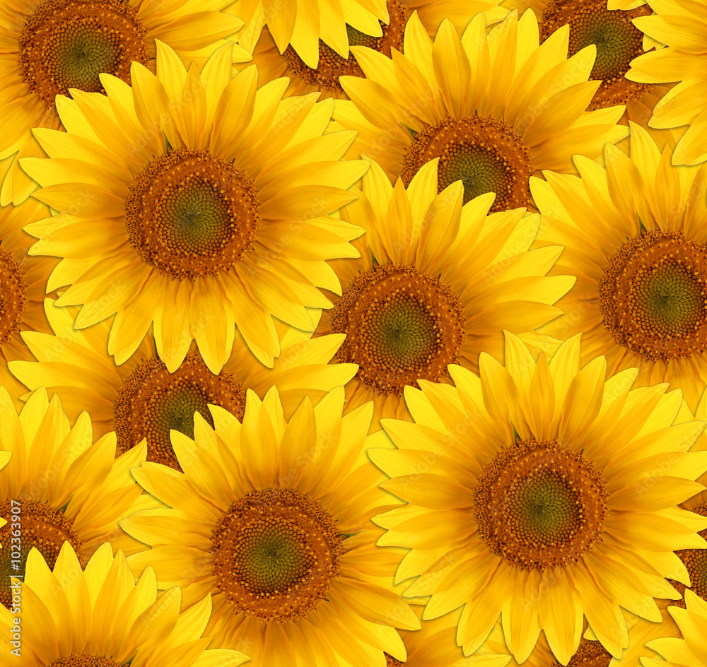 Sunny sunflowers in vibrant shades of yellow