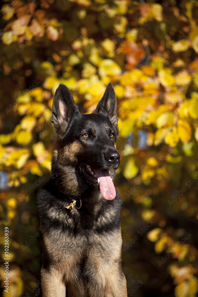 attentive german shepard dog portrait with autumn colored background