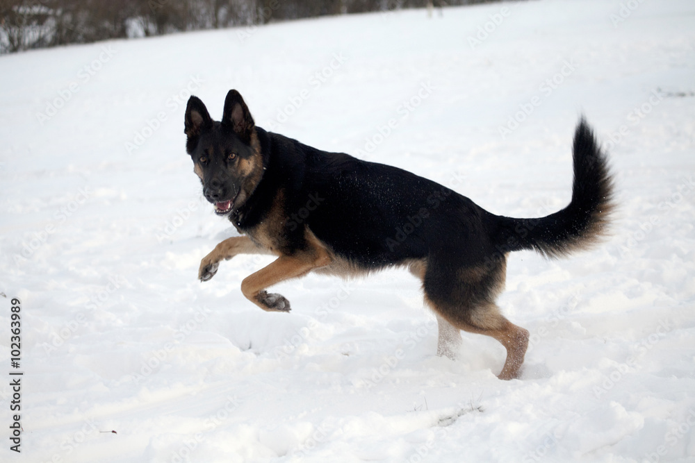 german shepherd dog run in snow
