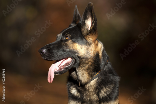 attentive german shepard dog portrait with autumn colored background