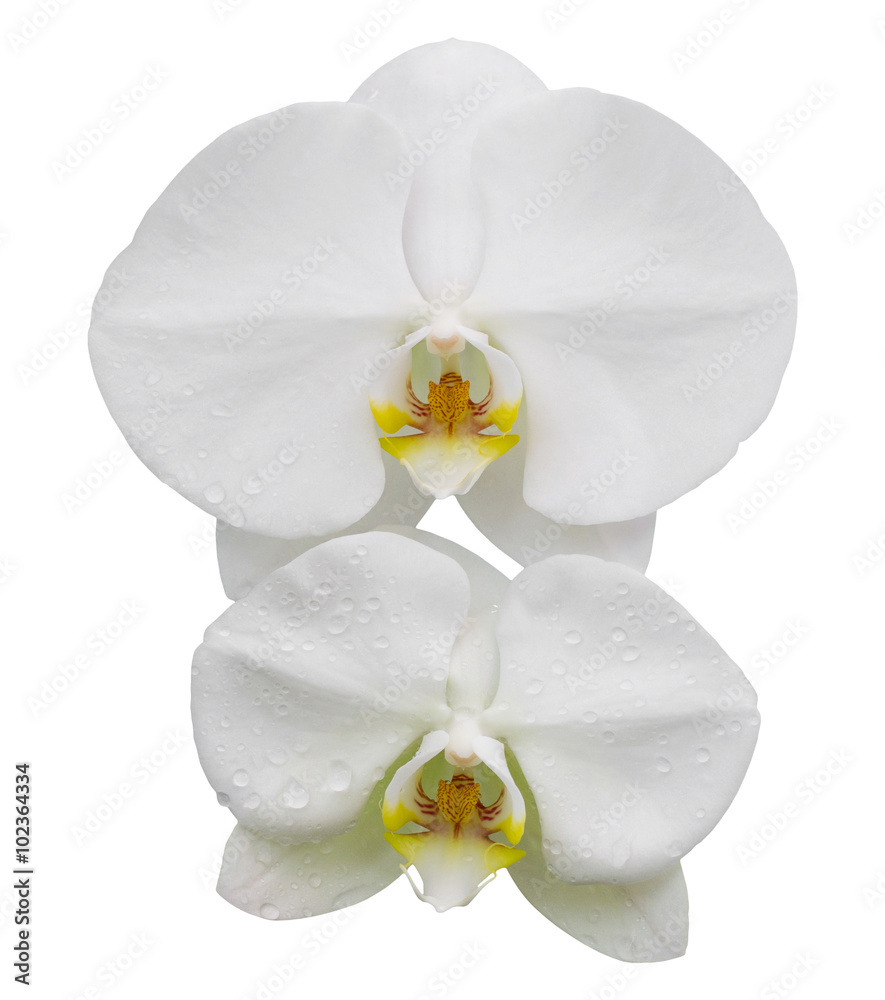 Obraz premium white phalaenopsis orchid flower isolated on white with clipping