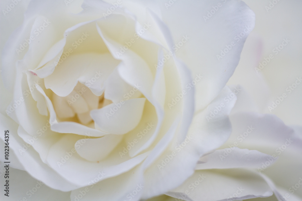 Macro of white roses