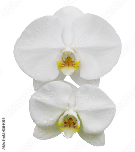 white phalaenopsis orchid flower isolated on white with clipping