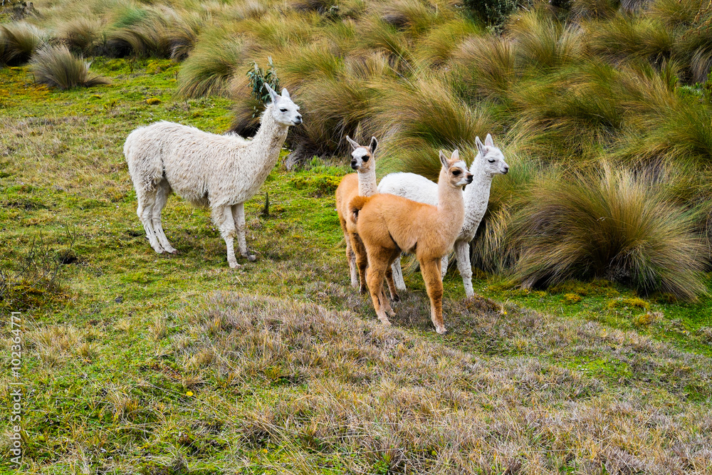 Fototapeta premium Parque Cajas