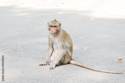 Monkey sits on floor