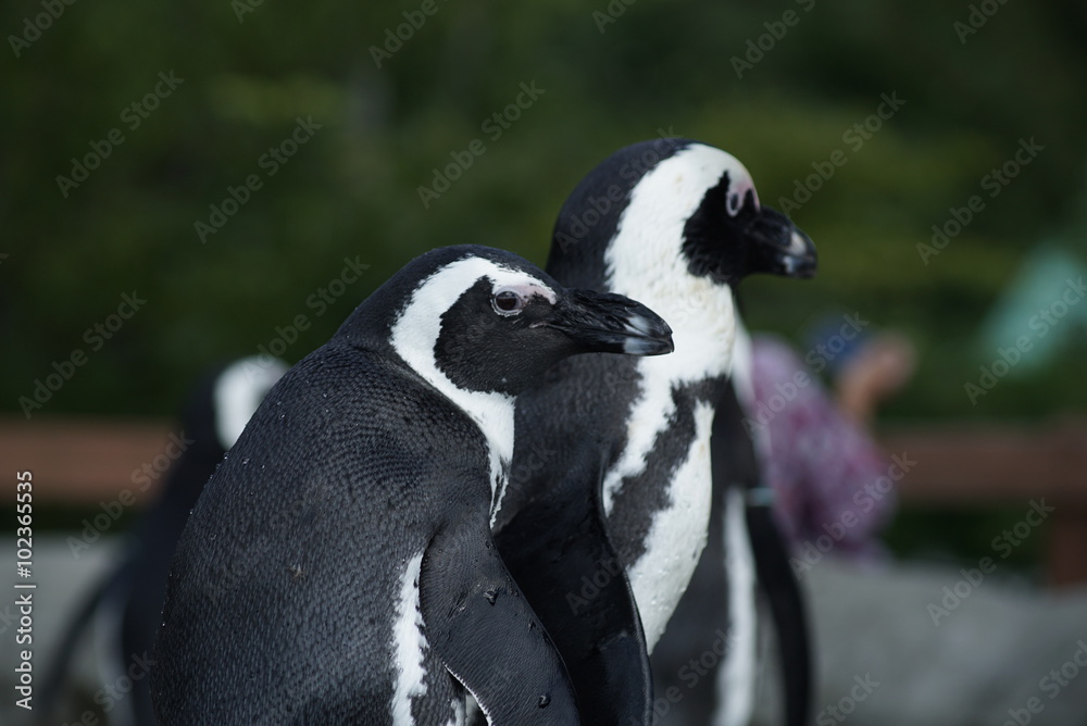 Obraz premium ペンギン