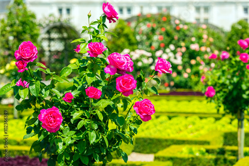 Fototapeta Naklejka Na Ścianę i Meble -  Bush of beautiful roses in a garden