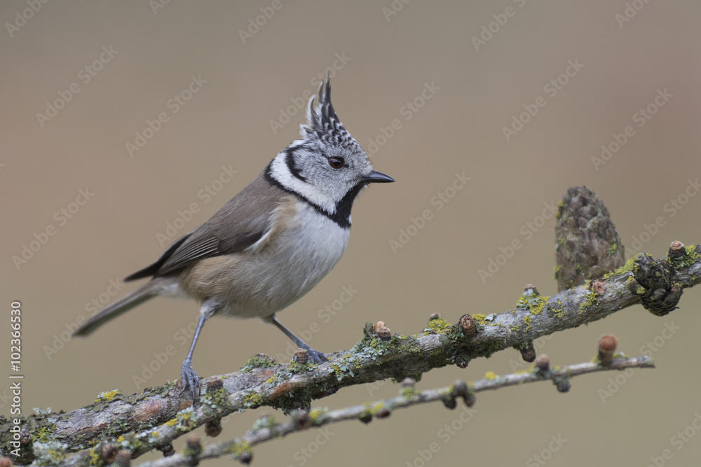 Fototapeta premium Crested tit passerine bird perched on tree branch