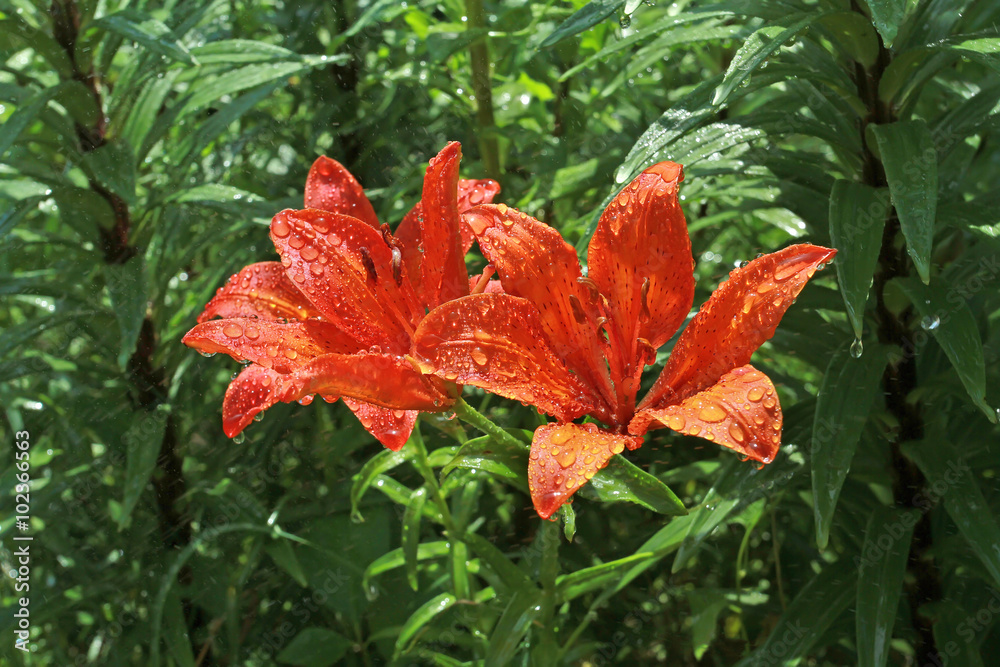 Flowers bright orange lilies under the raindrops and dew. Greeting card with the holiday. Flowers bright orange lilies under the raindrops and dew. Greeting card with the holiday.