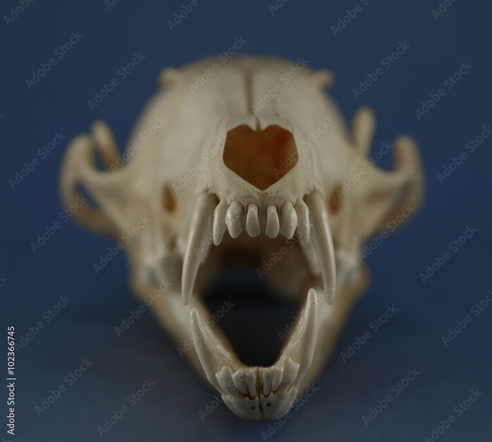 Front teeth (fangs and cutting teeth) of fox skull close up on the