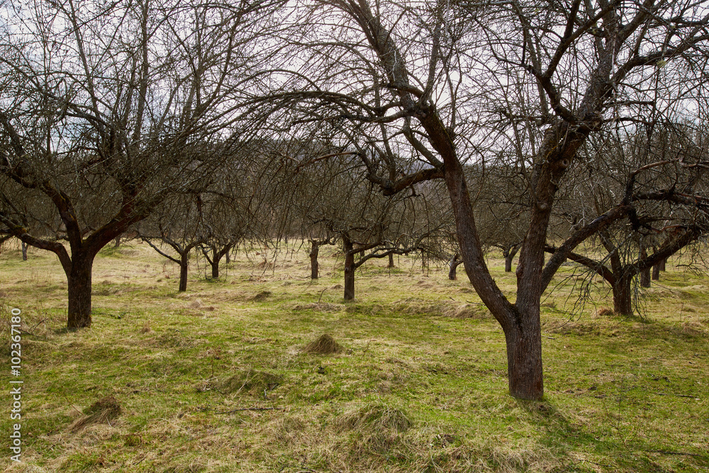 Apple trees orchard in the spring Apple trees orchard in the spring