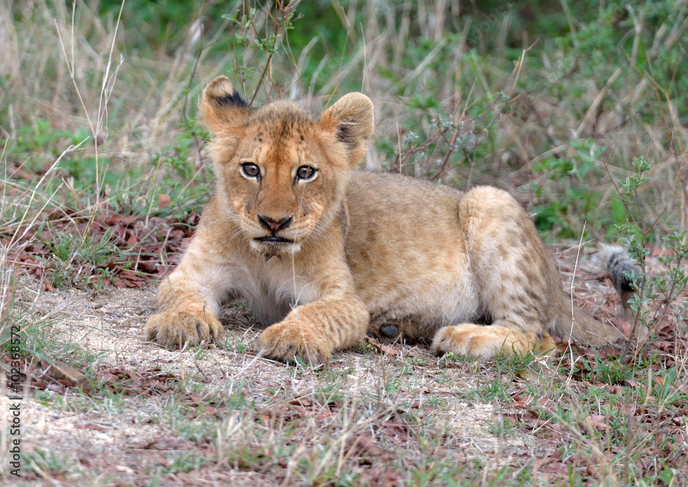 Lion Cub Lion Cub