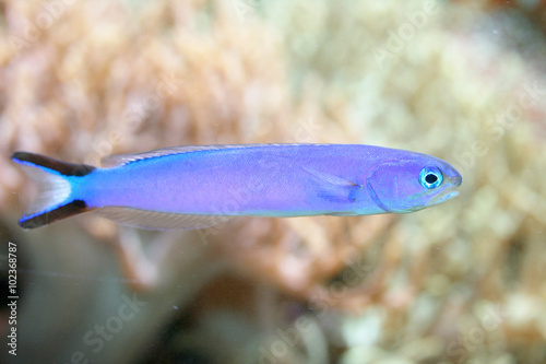 blue fish