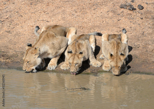 At the Waterhole photo