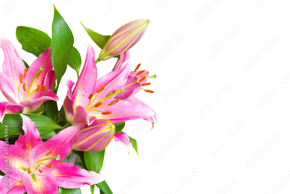 Pink lilies flower isolated on white