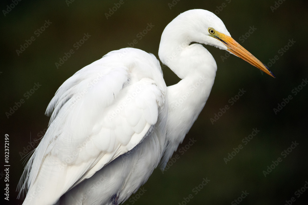 Snowy Egret