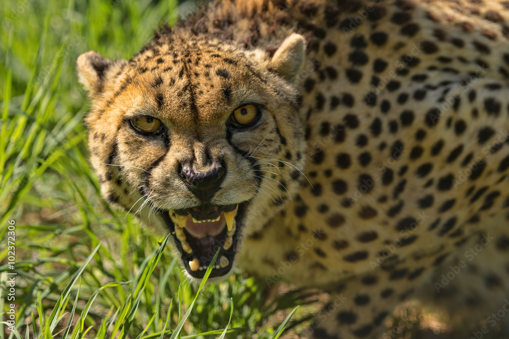 Fototapeta premium Cheetah growling