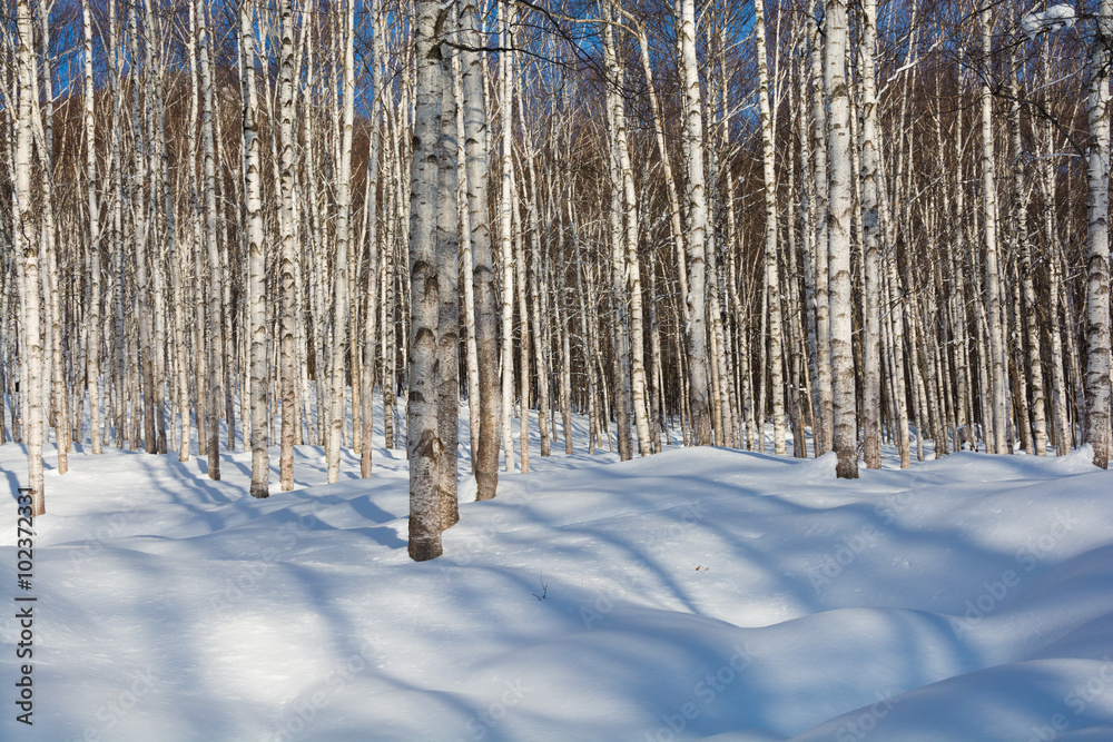 Naklejka premium 真冬のシラカバ林