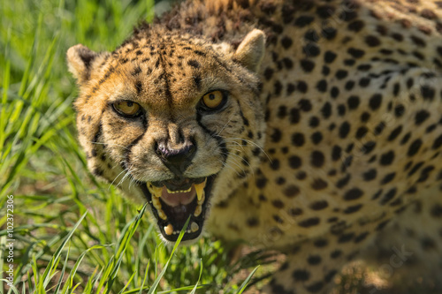 Φωτογραφία Cheetah growling