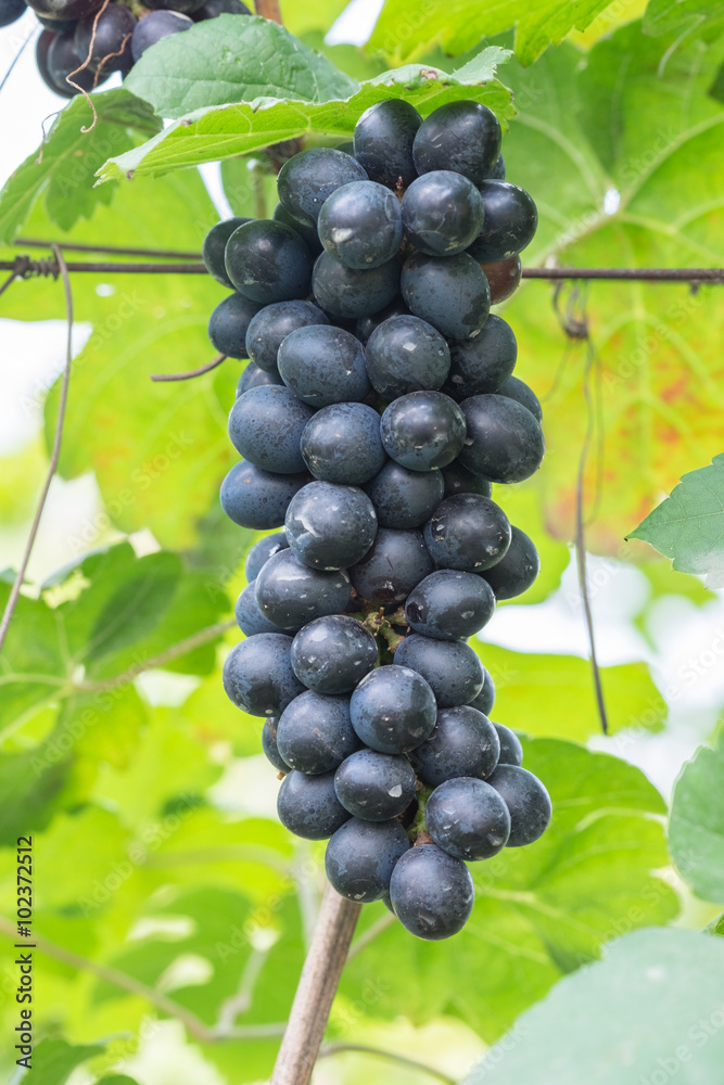 purple red grapes with green leaves on the vine. fresh fruits purple red grapes with green leaves on the vine. fresh fruits