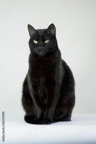 Black cat sitting up with a white background 