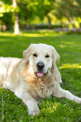 A cute golden retriever or labrador dog on grass