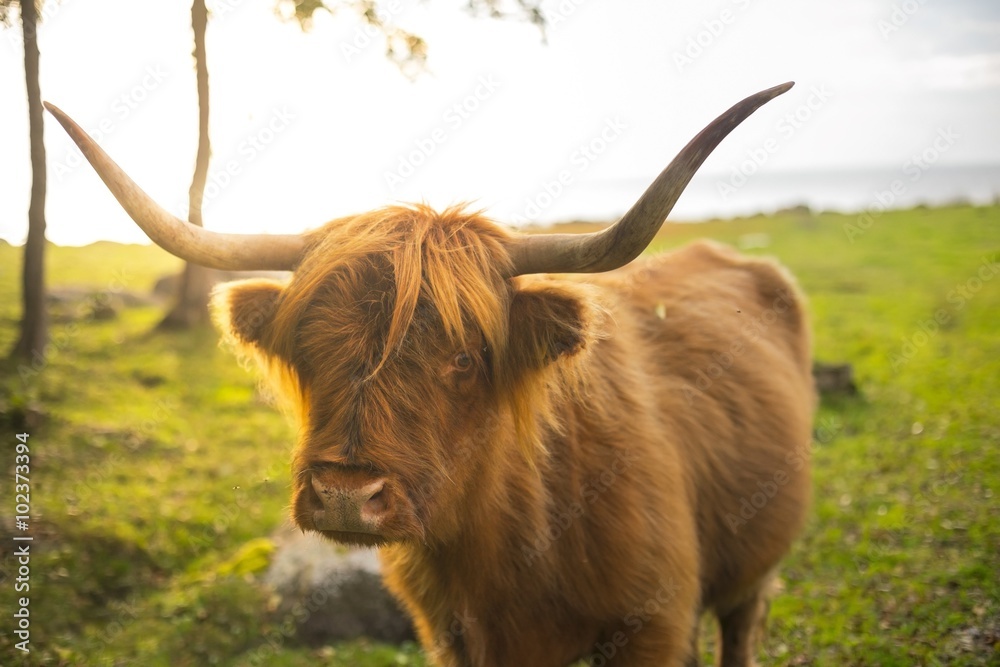 Long-horned highland Scottish cattle on a sunny day near the seaside