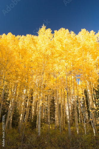 aspen forest