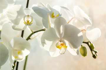 Poster Orchidee Sierlijke witte orchideeën in bloei  © Gabriel_Coroiu