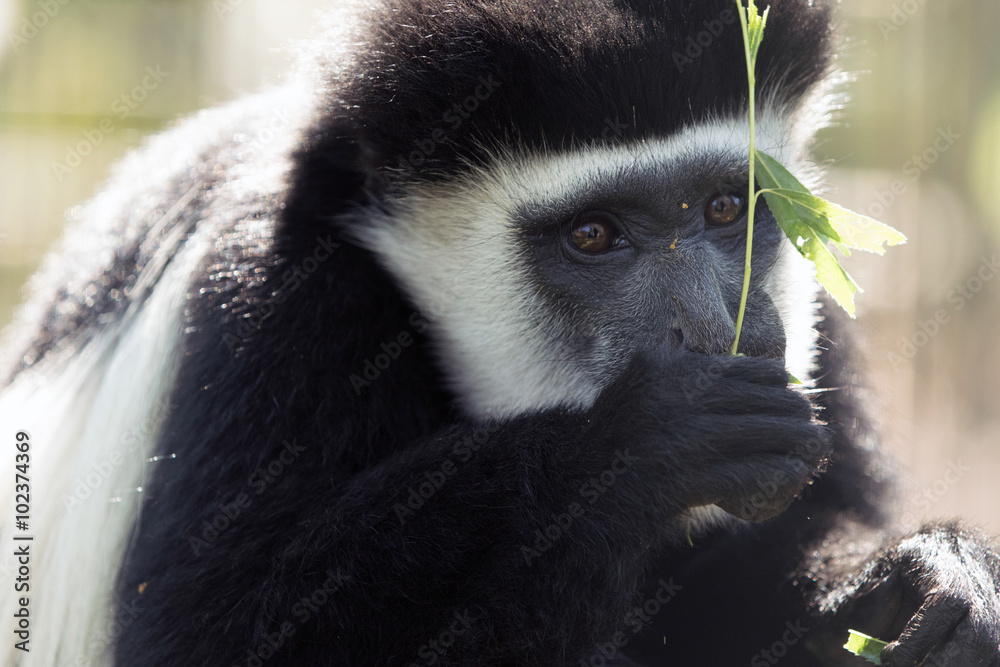 Obraz premium Black-and-White Colobus Monkey
