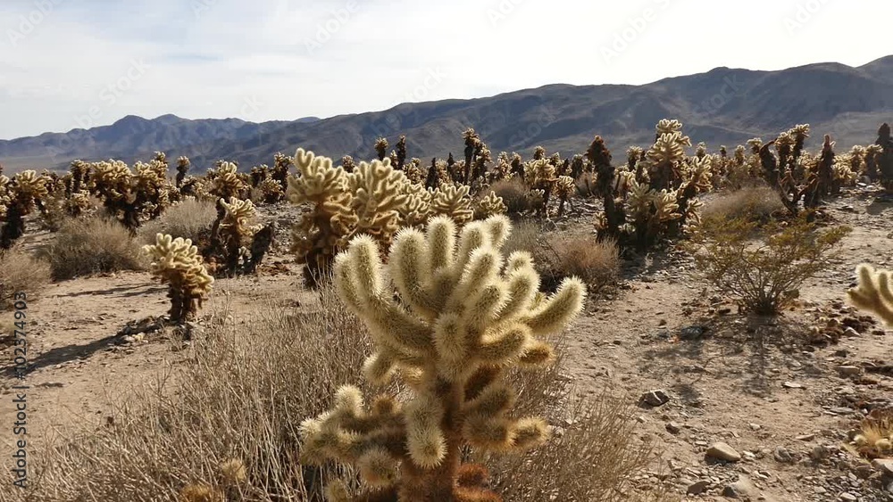 cholla cactus in desert long shot