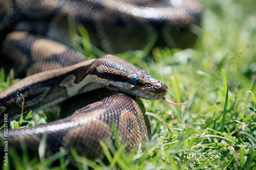 Quadro em tela Snake hissing