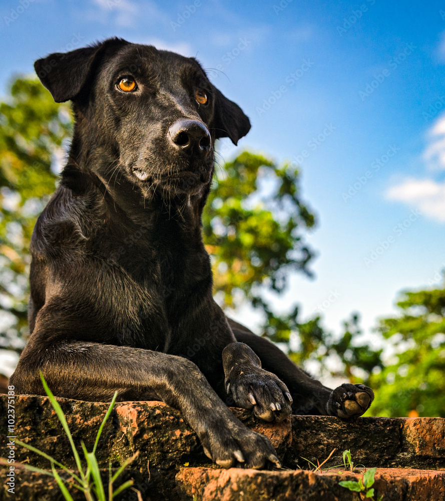 Obraz premium Black guard dog