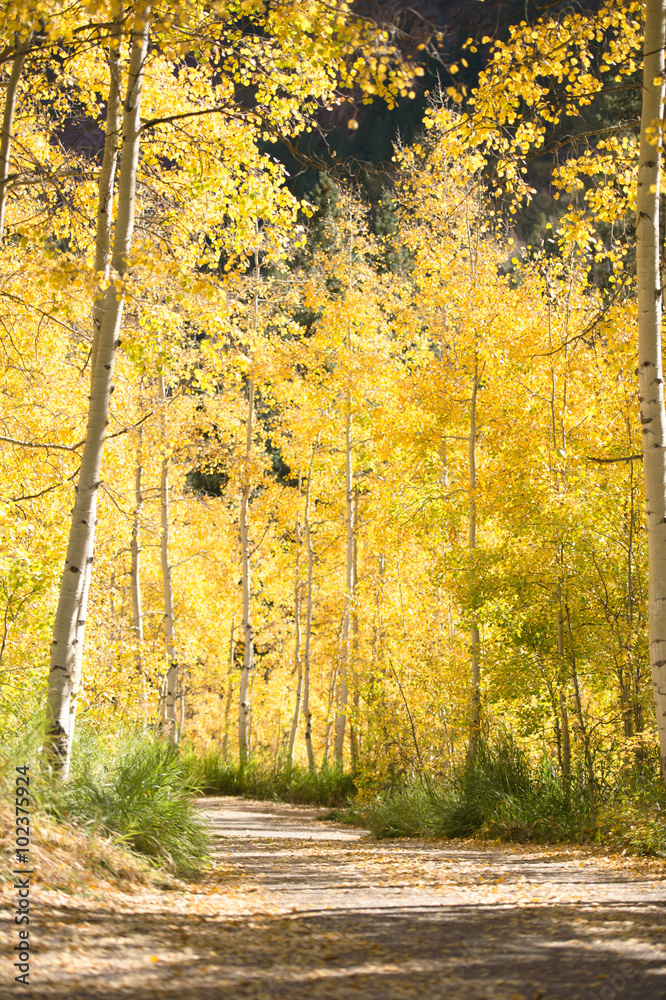 Obraz premium aspen forest