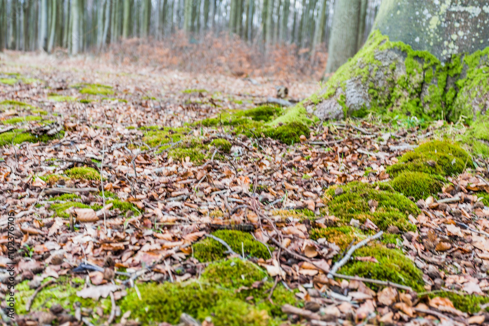 geisterwald nienhagen geisterwald nienhagen