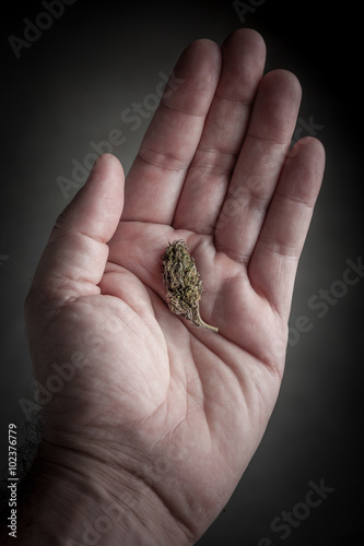 marijuana bud in a hand