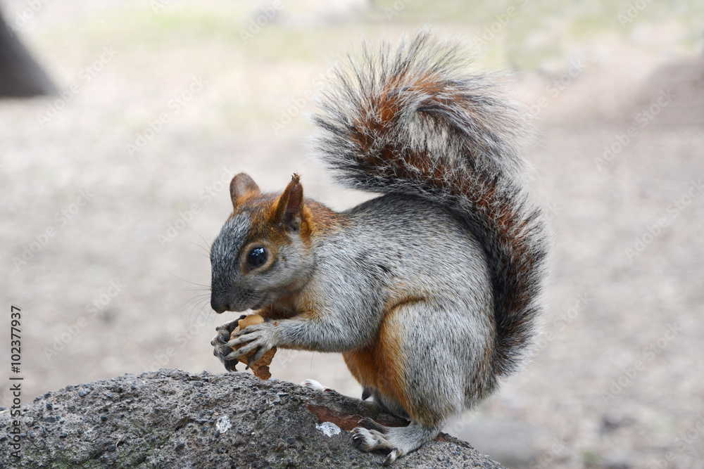 Squirrel and nuts. Squirrel and nuts.