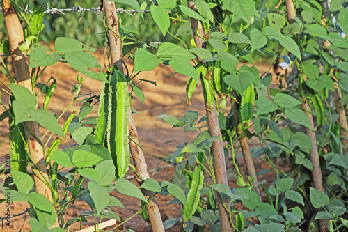 Fresh winged beans in vegetable garden in India. Also called Goa bean and four angled bean. All parts of the plant are edible.