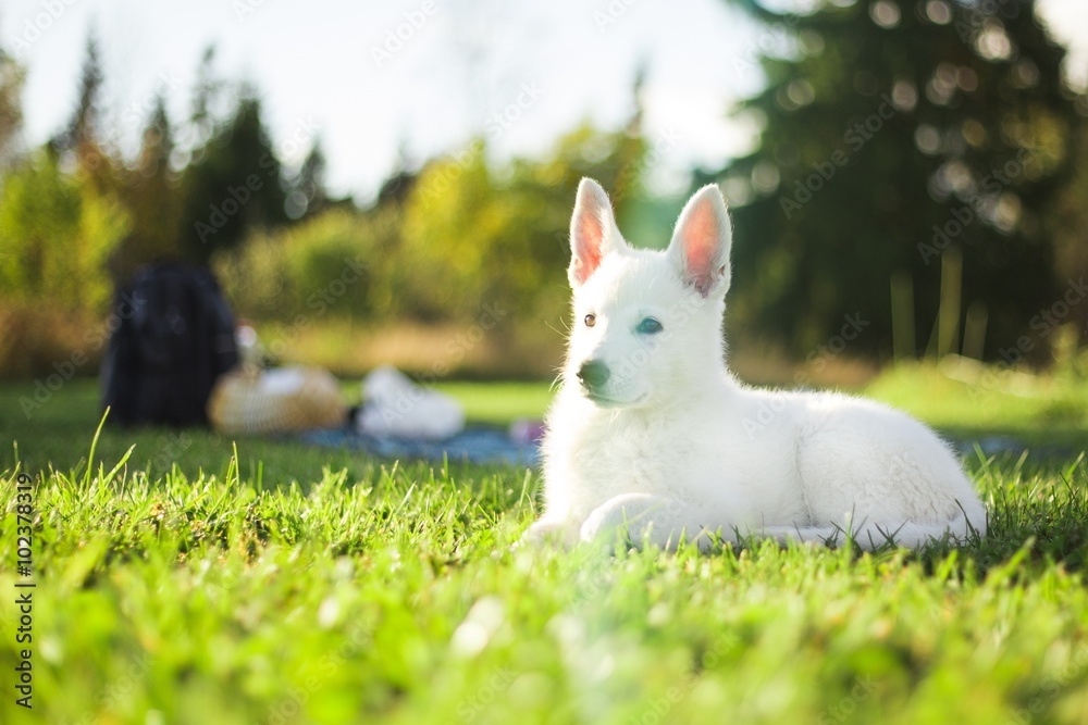 Young white happy dog on grass