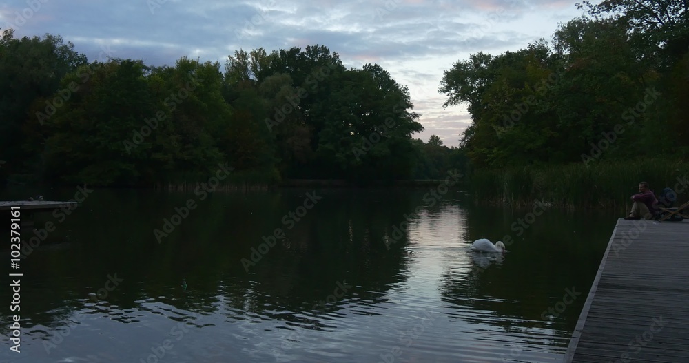Man is Sitting on Wooden Pier Looking at The White Swan Bird is Swimming Man Has Stood Up Took On His Backpack Stretched His Hand to Swan Ripple Trees Man is Sitting on Wooden Pier Looking at The White Swan Bird is Swimming Man Has Stood Up Took On His Backpack Stretched His Hand to Swan Ripple Trees