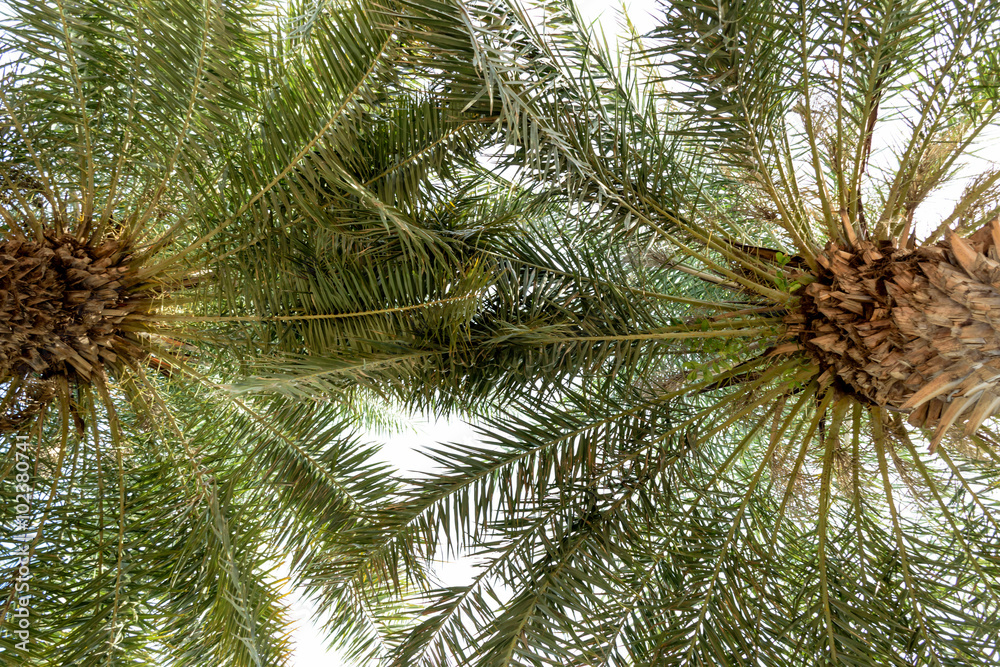 Obraz premium Under the palm trees