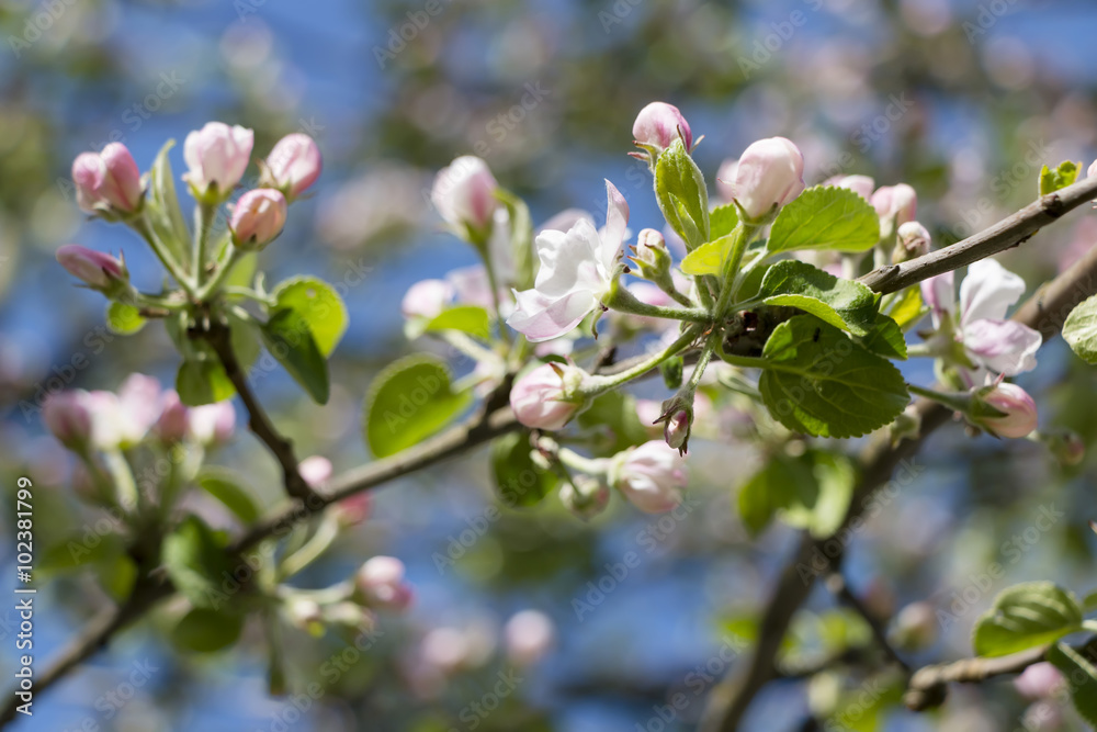 Flowering apple tree in a garden