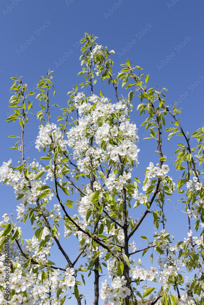 Flowering pear tree in a garden Flowering pear tree in a garden