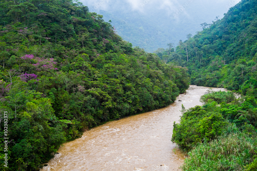 Obraz premium Podocarpus