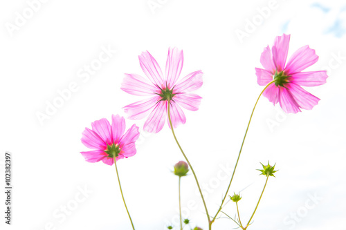 Cosmos flowers